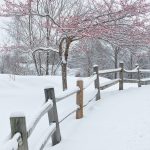 A tree and wooden fence covered in snow